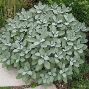 Шалфей лекарственный "Berggarten Silver"