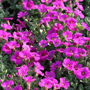Обриета "Florado Rose Red"