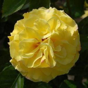 Роза "Reine Lucia"