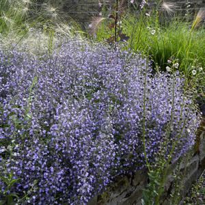 Душевик котовниковый "Marvelette Blue"