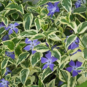 Барвинок малый "Variegata"