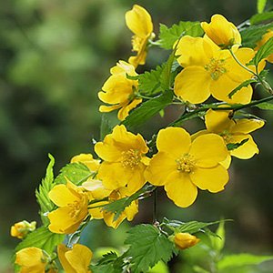 Керрия японская "Golden Guinea"