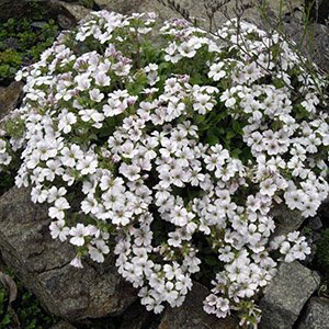Гипсофила ясколковидная "White"