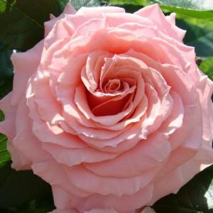 Роза "Poesie"