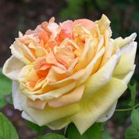 Шиповник (роза) сортовой "Soleil d'Or"