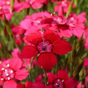 Гвоздика травянка "Brilliant Red"
