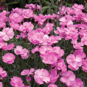Гвоздика перистая "Dinetta Pink"