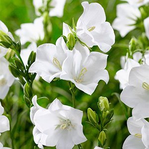Колокольчик персиколистный "Takion White"