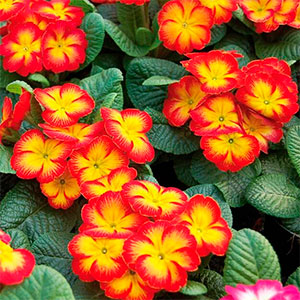 Примула "Hethor Red Flame"