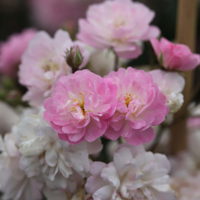 Роза "Guirlande Rose"