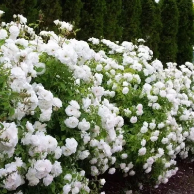 Роза "White Fairy"