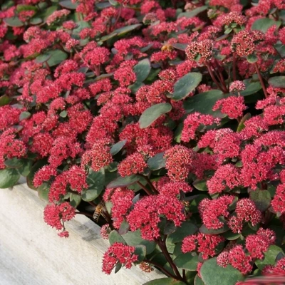 Очиток обыкновенный "Red Cauli"