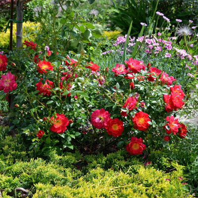 Роза "Bienenweide Rot"
