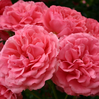Роза "Rosarium Uetersen"