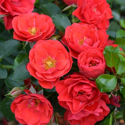 Роза "Sorrento"