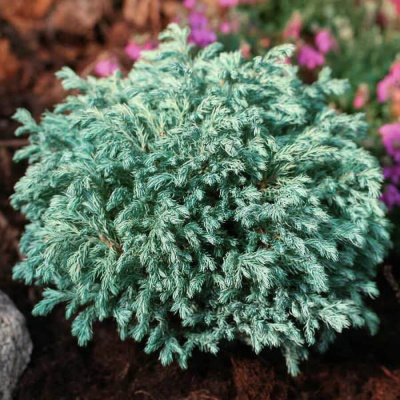 Кипарисовик горохоплодный "Baby Blue"