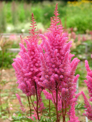 Астильба Арендса "Gloria Purpurea"