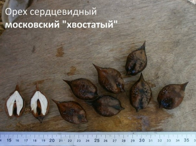 Орех сердцевидный "Московский хвостатый"