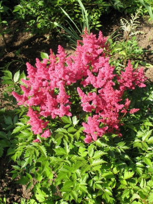 Астильба гибридная "Fireberry"