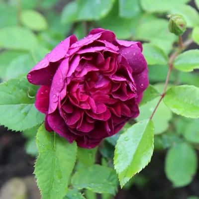 Роза "William Lobb"