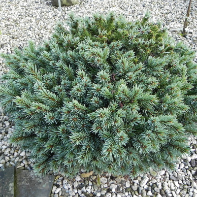 Ель энгельмана "Jasper"