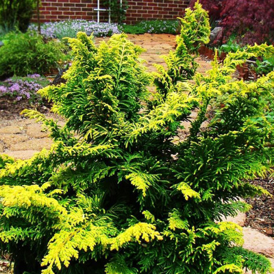 Кипарисовик горохоплодный "Fernspray Gold"