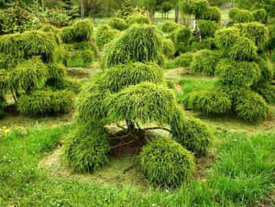 Кипарисовик горохоплодный "Filifera Gracilis"