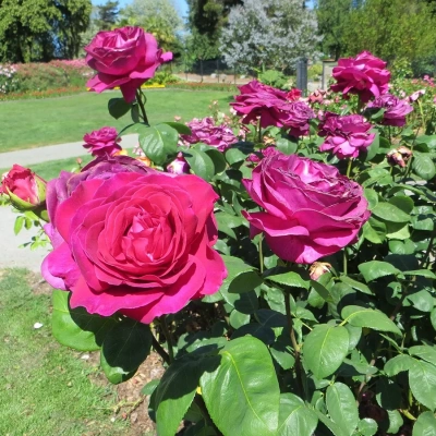 Роза "Big Purple"