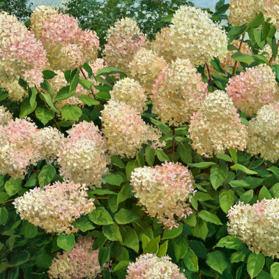 Гортензия метельчатая "Grandiflora"