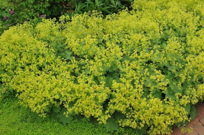 Манжетка мягкая "Irish Silk"