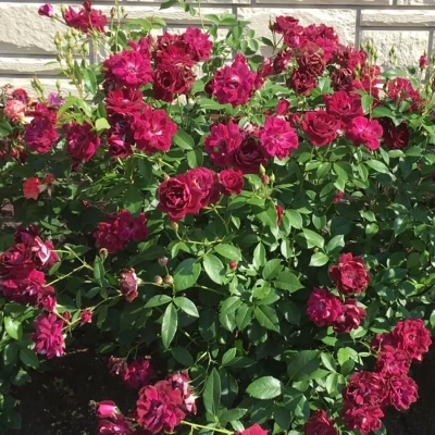 Роза "Burgundy Ice"